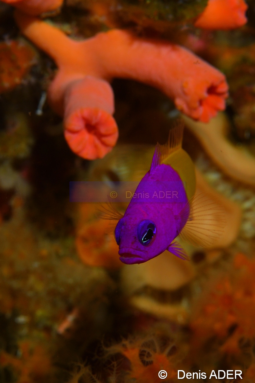 Pictichromis paccagnellae Vanille fraise-Wakatobi Binongky Binmo-8m-20180527-Denis-ADER-DSC_1235_tn.jpg